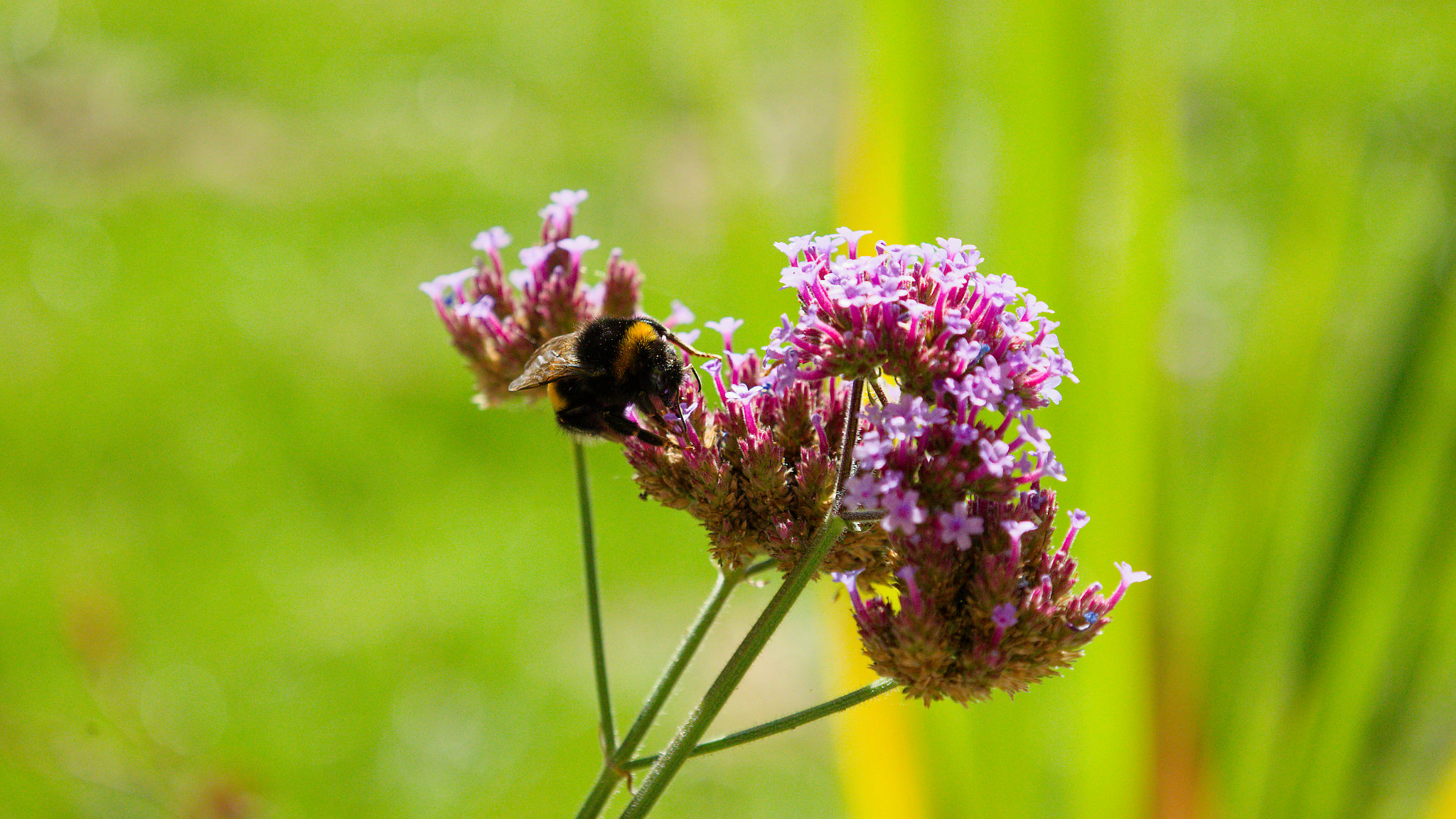 Extra image copyright Arina Vink